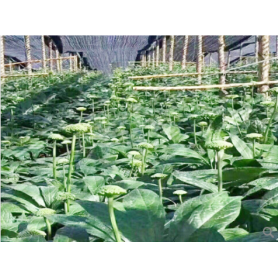 四寶粉云南特產三七粉鐵皮石斛楓斗丹參花旗參制品細粉藥食批發