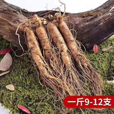 東北吉林長白山特產鮮參滋補保養貨源產地直售批發