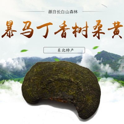 長白山桑黃靈芝暴馬丁香樹桑黃500g 暴馬桑耳桑黃批發