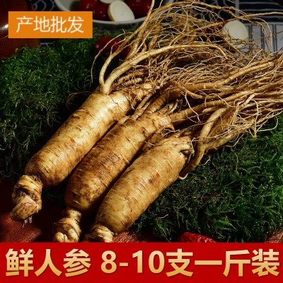 長白山鮮人參林下新鮮人參東北帶土先挖新鮮人參泡酒料煲湯500g