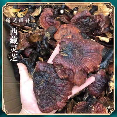 產地大貨批發 西藏靈芝金邊靈芝 泡酒煲湯食材 一件代發誠招代理