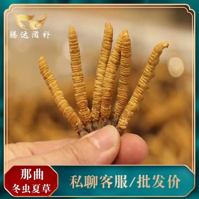 西藏特產那曲蟲草 產地批發高海拔冬蟲夏草 散裝完整草 尾巴代發
