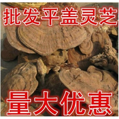 供應天然森林大興安嶺產地野生平蓋靈芝新貨 老牛肝菌500克包郵