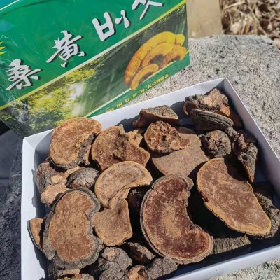 散裝產地大興安嶺然朝鮮桑黃靈芝松針層孔菌林芝配送禮盒500g