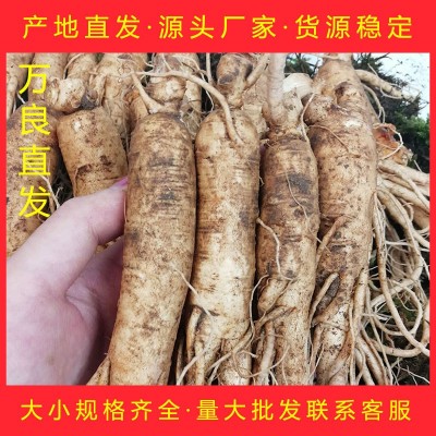 吉林東北特產新鮮人參帶土人參單支規格齊全可煲湯泡酒鮮人參