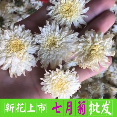 菊花茶七月菊黃山白菊貢菊 優等杭級白菊干花胎菊黃山菊花茶散裝