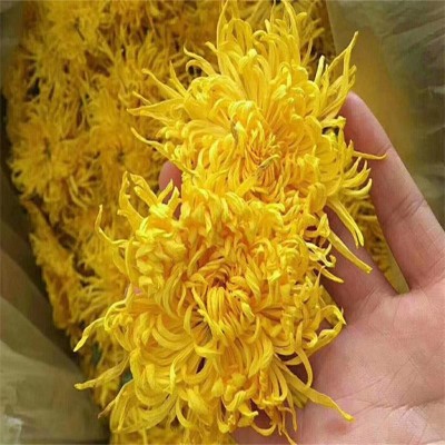 基地供應菊花金絲皇菊散裝黃菊花修水大朵菊 婺源黃菊花茶批發