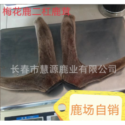 長春市慧源鹿業養殖場批發梅花鹿茸 整枝二杠茸 鹿茸片 鹿茸粉