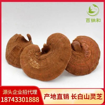 【百納和】廠家直銷 長白山靈芝種植林芝赤靈芝帶粉靈芝 帶粉靈芝