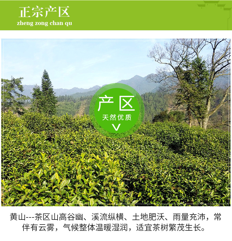 黃山毛峰詳情頁_11
