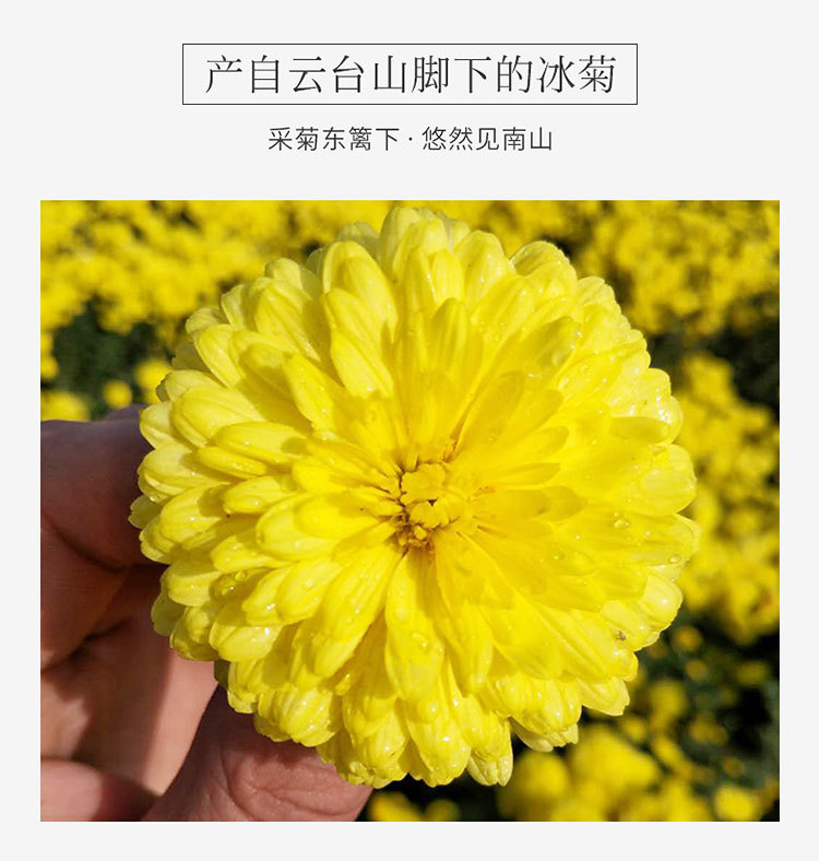 云臺冰菊禮盒裝_04.jpg