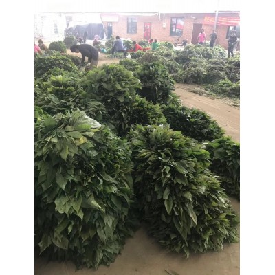 長白山精品人參小葉 人參葉綠葉無黃葉 保20版藥典 低殘水分 灰份