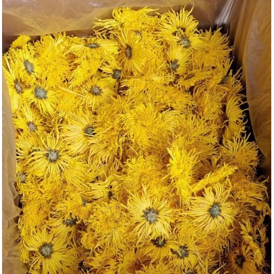 批發黃山金絲皇菊大朵獨立一朵一杯金絲菊婺源皇菊菊花茶量大從優