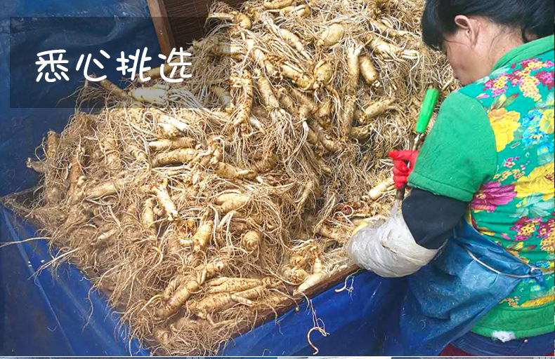 產白山白參_07.jpg