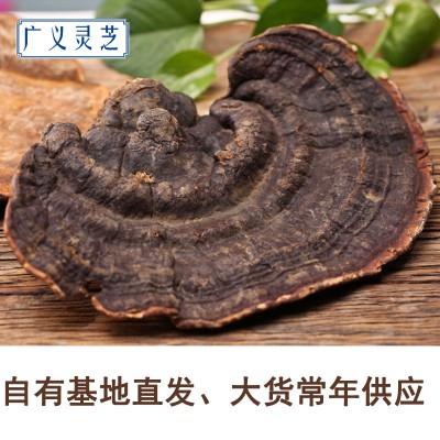 野生無柄赤芝 靈芝批發(fā) 紅緣層孔菌 可切片 2噸現(xiàn)貨 產地直銷