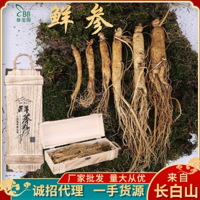 吉林產(chǎn)地貨源鮮人參泡酒煲湯參各種規(guī)格參寶閣廠家批發(fā)帶土 鮮參