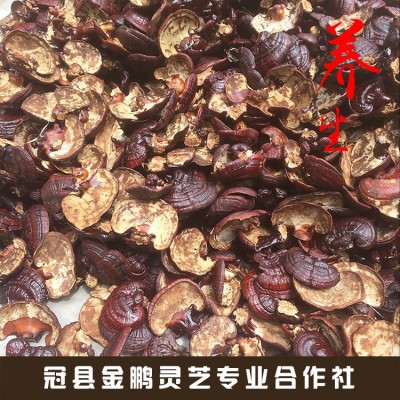 現貨供應 紫靈芝 長白山紫靈芝 紫靈芝片免費切片打粉