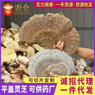 平蓋靈芝 樹舌靈芝 10噸現貨 吉林長白山地區產靈芝非切片