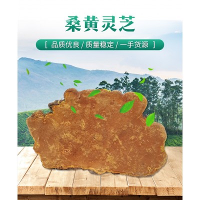 西藏桑黃靈芝 桑黃菌 金邊桑黃 代切片打粉 一件代發(fā)