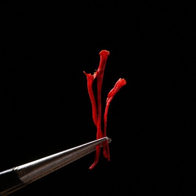 廠家新貨批發(fā)yi級(jí)短絲藏紅花 散裝番紅花 藥廠用西紅花