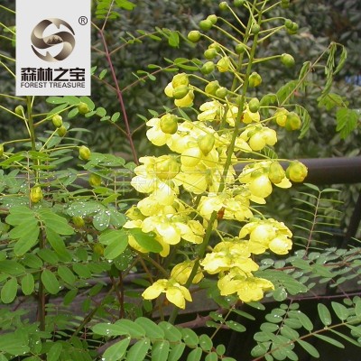 森林之寶斗米蟲活體蟲子午蟲黃牛刺蟲云實蟲1條裝補充白蛋白批發
