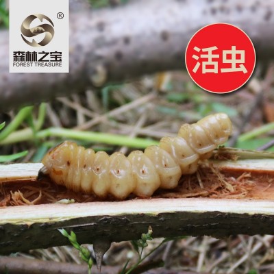 活體斗米蟲云實樹蛀蟲鳥雀不踏刺蟲閻王刺蟲倒督黃狼蟲子午蟲精品