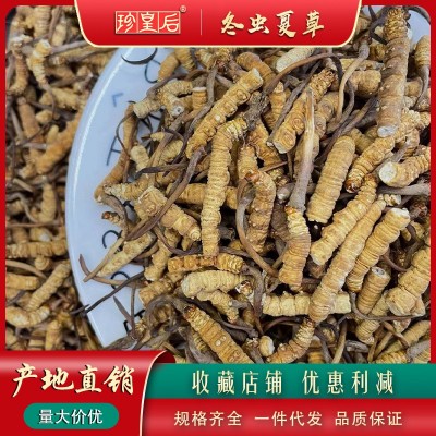 西藏那曲斷草 冬蟲夏草批發產地直供各規格蟲草批發一手貨干度好