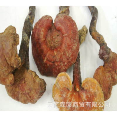 天然靈芝5-15厘米 野生靈芝 赤靈芝菌批發 手工選貨 實物拍照
