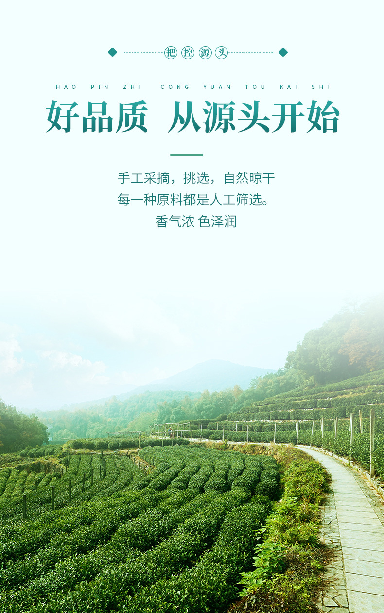 菊花決明子_04