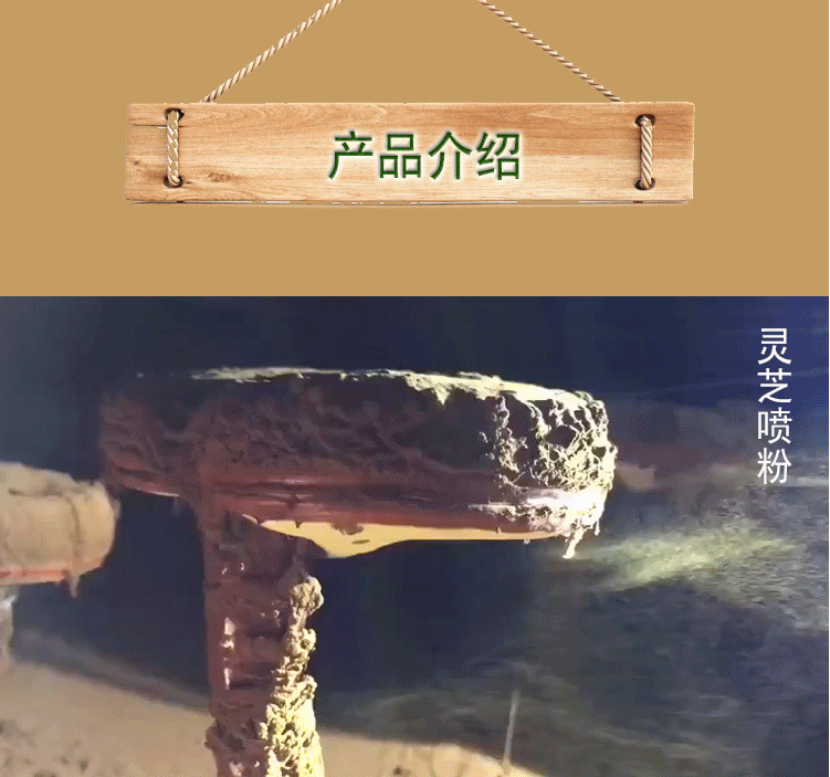 靈芝1