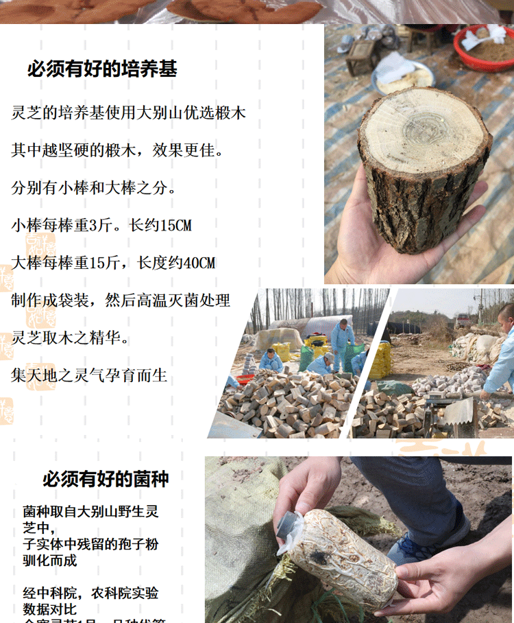靈芝3