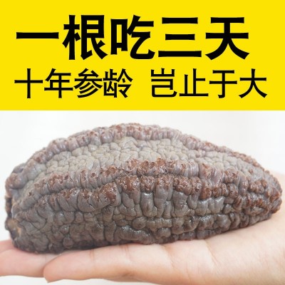 廠家直銷產地原貨 加拿大野生淡干海參紅極參干貨進口圓筒參454g