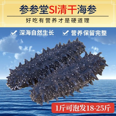參參堂干參廠家批發渤海灣大連淡干海參干貨遼參刺參10-18倍500克