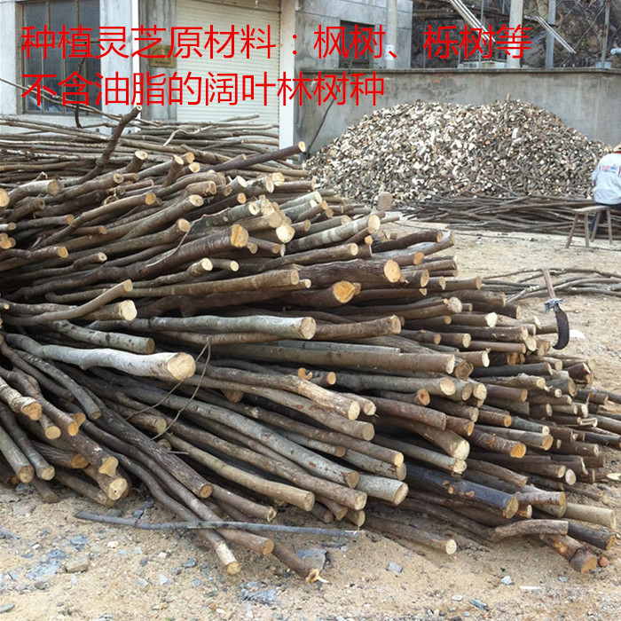 靈芝種植的椴木_副本