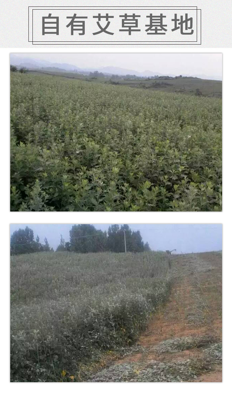 自有艾草基地