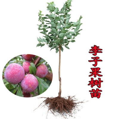 貴州李子苗，畢節(jié)李子苗壽命，畢節(jié)李子苗供應(yīng)