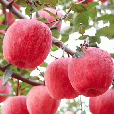 紙袋紅富士蘋果價格 洛川紅富士蘋果價格行情