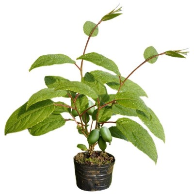菏澤獼猴桃種植|淄博獼猴桃樹苗|山東獼猴桃種植