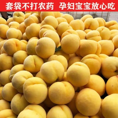 云南黃桃苗多少錢-樂康水果種植場-炎陵黃桃苗多少錢
