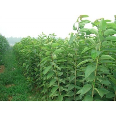 供應(yīng)櫻桃樹 3公分櫻桃樹 4公分櫻桃樹 5公分櫻桃樹 6公分櫻桃樹