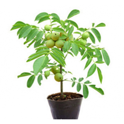 河北適合種植什么品種核桃樹苗,泰通園藝 已認證 ,核桃樹苗