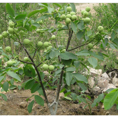 資陽核桃苗，川早2號核桃苗，資陽川早2號核桃苗
