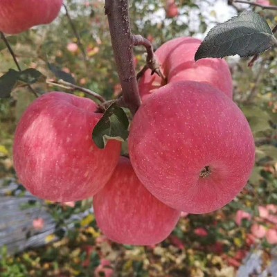 2016洛川紅富士蘋果成熟了
