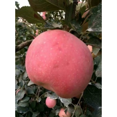 山東紅富士蘋果**出售紅富士蘋果批發價格