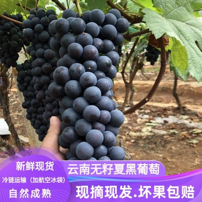 齊齊哈爾綠泉春提子種植合作社小貼士，葡萄品種小分類