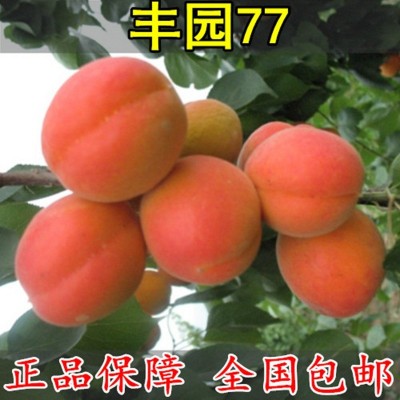 2019年陜西**豐園紅杏招商價格