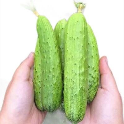 產(chǎn)地直發(fā)特價包郵 口感清甜，營養(yǎng)又健康的水果黃瓜客齊聚水果生鮮