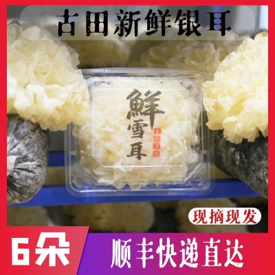 【6朵新鮮銀耳順豐】古田新鮮銀耳現摘現發白木耳盒裝易糯多膠