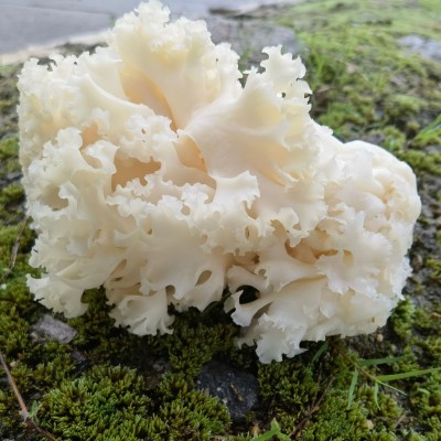 繡球菌又名荷仙菇 形視大大的繡球而得名 現摘現發 順豐發貨