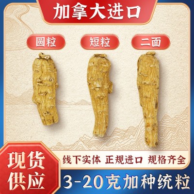 加拿大西洋參【3-20克上】花旗參統粒頭圓粒短粒二面粒 廠家批發